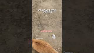 개빡친 길냥이! 싸움의고수 골목대장 길냥이의 포스 #길냥이그램 #길냥이싸움