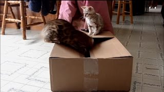 ニャンコ達は遊びの天才！混ざりたい子猫は頑張った結果・・・