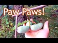 Paw Paw - Where we plant them in our landscape