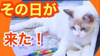 ラグドール　オス猫の去勢手術7日目！子猫も飼い主も疲れ果てました💛ラグドール猫！｜抱っこが好きな猫 ｜ヒマラヤン猫｜甘える猫｜