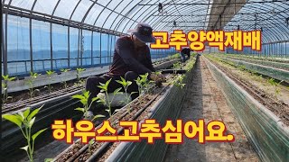 [고추재배]하우스고추심기.고추양액재배