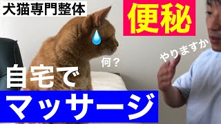 【犬猫の便秘】便秘でお困りの飼い主さんへ自宅で出来るセルフケア整体のやり方