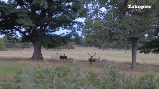 Rykowisko  w pełni / the rutting season