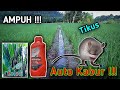 CARA MENGUSIR TIKUS SAWAH PAKAI OLI