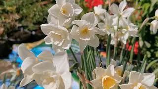 Jonquil Narcissus / Daffodil \