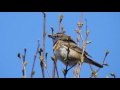 Bluethroat singing in Lapland