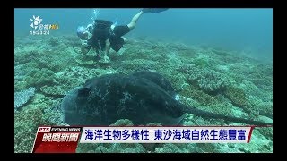 東沙島海草床 空拍機記錄珍貴魟魚畫面　20180215 公視晚間新聞