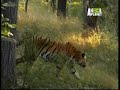 tigresa vs leopardo Índia