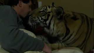 SLEEPING TIME FOR ENZO THE TIGER  AND MICHAEL JAMISON