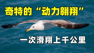 信天翁为啥一次能飞上千公里？从巧妙的动力翱翔到涵道浮空发电  【萌萌战队】