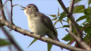 Warbling Vireo, Mississauga, Ontario  by L. Fazio 2014