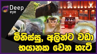 මිනිස්සු, අලින්ට වඩා භයානක වෙන හැටි | DEEP EYE | The Leader TV