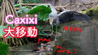 【最後まで必見!】ハシビロコウのカシシ、島を横断!(実況つき)Shoebill Caxixi(Nasu Animal Kingdom)Fly or not !?