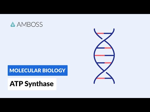 What is ATP production in mitochondria?