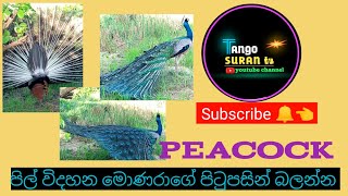 Peacock # පිල් විහිදින මොණරාගේ පිටුපස ලස්සන #🤣