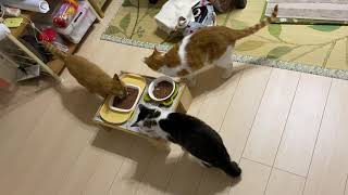 朝ごはん食べるニャリよ。今朝もシッカリと食べて、シッカリと水分補給ニャリよ。#ねこ #猫 #猫のいる生活 #猫の好きな人と繋がりたい #猫繋がり