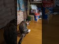 綿棒で作った玩具で遊ぶ猫