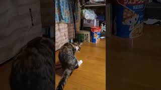 綿棒で作った玩具で遊ぶ猫