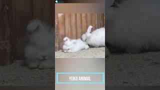 ウサギイングリッシュアンゴラの赤ちゃん　Cute baby rabbit English Angora　安哥拉兔寶寶