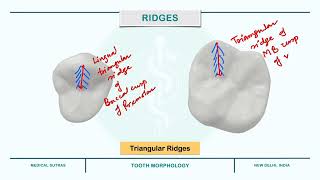 Depressions and Elevations - Fossa, Sulcus, Grooves, Pits, Ridges, Lobes, Cusp, Mamelons, Cingulum