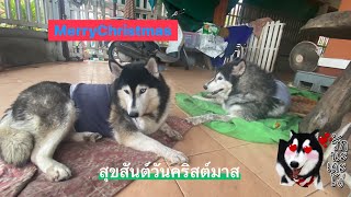 Merry Christmas 🎄 cutie Huskies สุขสันต์วันคริสต์มาสปี 2024 นะคะ ฮัสก็้น้อยเดินเที่ยวในหมู่บ้านฮะ