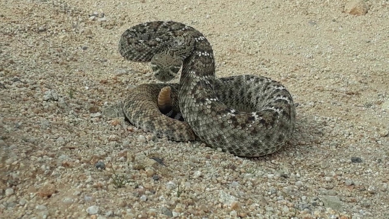 Angry Western Diamondback Rattlesnake. - YouTube