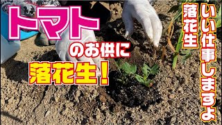 トマト株間に落花生！【フルティカ】【千果】【CF千果】【トマト】【ミニトマト】【接ぎ木】【夏野菜】【栽培】【育て方】