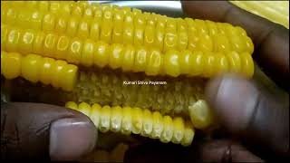 Sweet corn 🌽 இனிப்பு சோளம் 😋