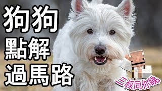 【三叔同你睇】- 狗狗點解要過馬路呢？