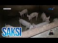 DA, walang nakikitang problema sa supply ng karneng baboy; wala ring dahilan para... | Saksi