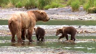 Kodiak Bears Vol. 4: Sows And Cubs | Kodiak Brown Bears | Alaskan Brown Bears | Mammals