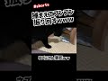 【猫動画】ぜんまい式の走るネズミのおもちゃでの遊び方がエグいww【保護猫】 shorts