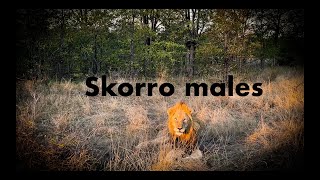 The Skorro Male Lions | Will they stay ???