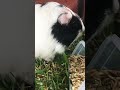 day in a life of a guinea pig adorbs goodorbad