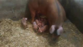 Lechones Duroc