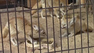 フェネックのお食事（井の頭自然文化園）Fennec Feeding Time