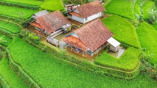 MANTAP PISAN😍 BIKIN BETAH SUASANA KAMPUNG SUNDA DI SAMBUT HUJAN DI RUMAH TENGAH SAWAH