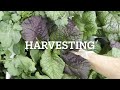 from seed to harvest all in a farmbox