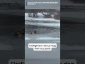 Dog rescued from icy pond