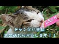 【野良猫】雨宿り中のゴロゴロ三毛猫さん