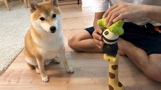 おもちゃタワー完成を見守る柴犬こてつ君‼︎