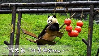 《熊貓早晚安》“煤大爺“的晨練Show~ | iPanda