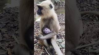 Monkey Mother Cute Baby🐒🐒🙉🐒🦜🦜🦜