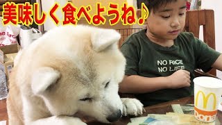 秋田犬そうすけ・美味しい食べ物ある？doggie snack