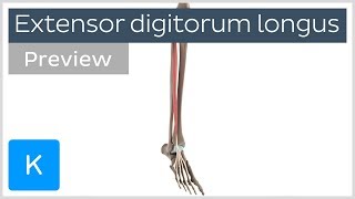 Functions of the extensor digitorum longus muscle (preview) - 3D Anatomy | Kenhub