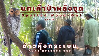 ดูนกเค้าป่าหลังจุดและเส้นทางศึกษาธรรมชาติอ่าวคุ้งกระเบน EP 74#birds #birdsthailand #wildlife