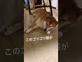 ペットボトルを枕にする柴犬　 柴犬 しばいぬ 犬のいる暮らし ムッチョ柴犬 マックス shiba shorts かわいい 癒し おもしろ ペットボトル 枕 使い方 クセが強い