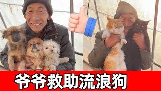 【钱袋爱吃肉】狗狗被主人抛弃变成流浪狗，爱心爷爷将它们收留，一只比一只萌，每天被猫猫狗狗包围太温暖了！