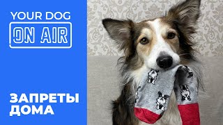 Разбор запретов дома 🎙️Научить собаку слышать команду Нельзя 🐶 Прямой эфир разбираю ваши Фу  🐕