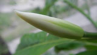 Magnolia Var. Alba (White Champaca) Flower Buds! April 28,2019.